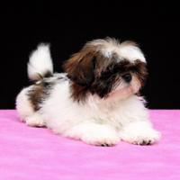 Cucciola di shih tzu