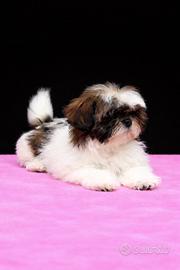 Cucciola di shih tzu
