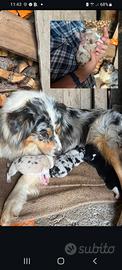 U R G E N T E Australian Shepherd