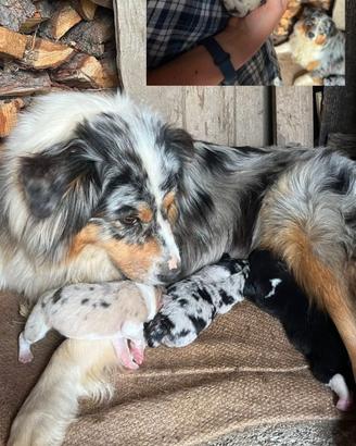 U R G E N T E Australian Shepherd