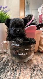 Barboncino X Pomerania Pomapoo