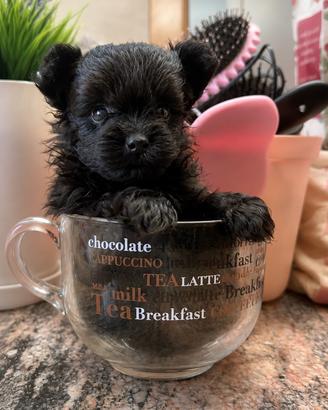 Barboncino X Pomerania Pomapoo