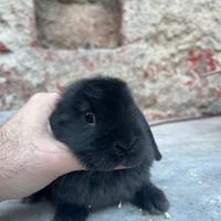 Cucciola ariete NANO
