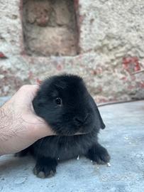 Cucciola ariete NANO