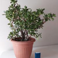 ALBERO DI GIADA ALTEZZA CON VASO 68 CM