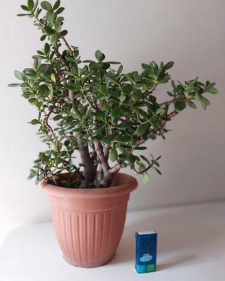 ALBERO DI GIADA ALTEZZA CON VASO 68 CM