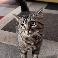 Splendida British Shorthair Black Tabby