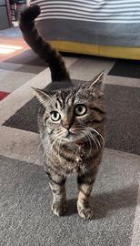 Splendida British Shorthair Black Tabby