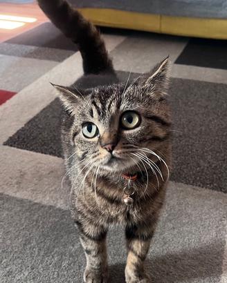 Splendida British Shorthair Black Tabby