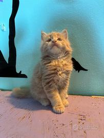 Maine Coon cuccioli