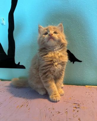 Maine Coon cuccioli