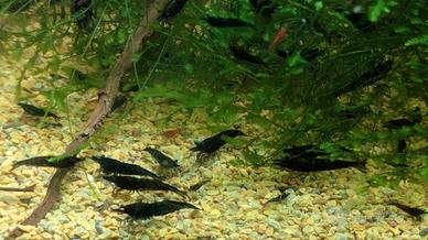 Caridine Davidi Black