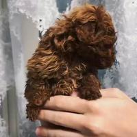 Cucciola Barboncino Mini Toy
