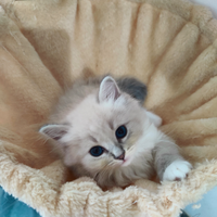 Cucciolo Siberiano Neva Masquerade