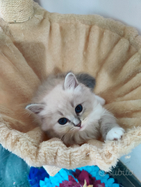 Cucciolo Siberiano Neva Masquerade