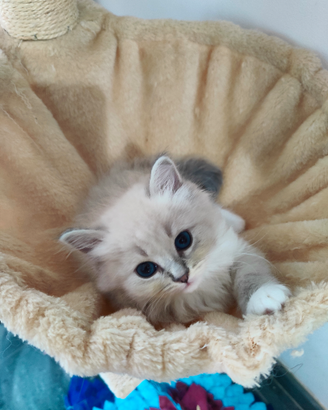 Cucciolo Siberiano Neva Masquerade