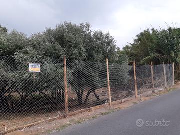 Terreno agricolo con ulivi