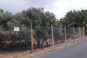 Terreno agricolo con ulivi