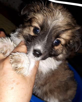 cucciole mix barboncino/ maltese 