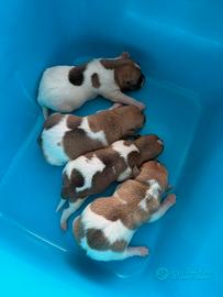 Cuccioli Jack Russel