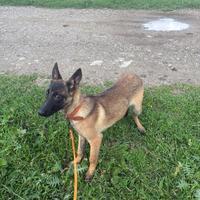 Pastore belga malinois