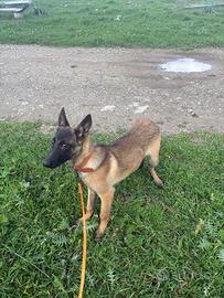 Pastore belga malinois