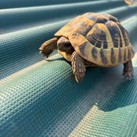 Tartaruga