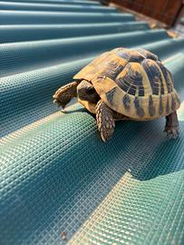 Tartaruga