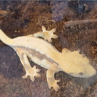 Geco ciliatus Lilly white