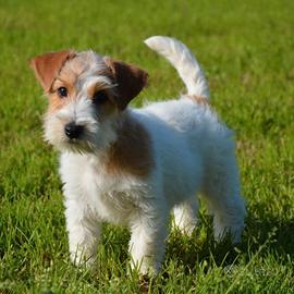 Jack Russel a pelo ruvido