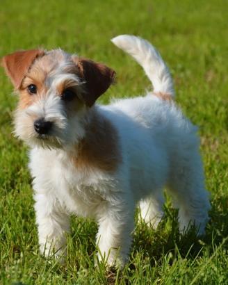 Jack Russel a pelo ruvido