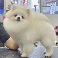 Volpino di Pomerania