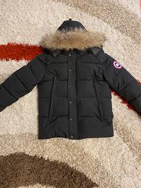 Canada goose