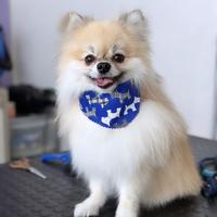 Vorrei una femmina per accoppiarmi