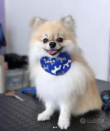 Vorrei una femmina per accoppiarmi