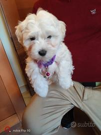 Cucciola di Maltese