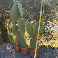 Opuntia ficus-indica ( fico d’india)