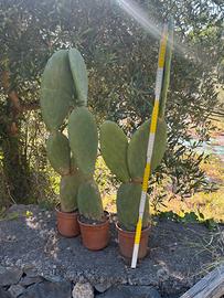 Opuntia ficus-indica ( fico d’india)