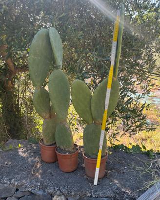 Opuntia ficus-indica ( fico d’india)