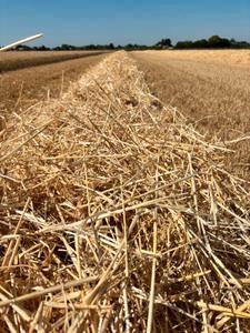 Paglia di grano duro 
