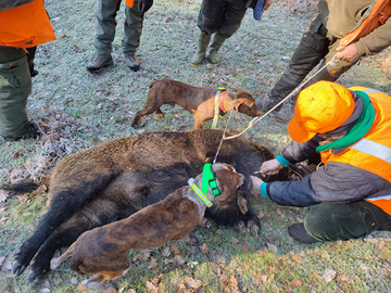 Cane adulto da cinghiale