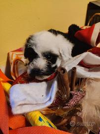 Barboncino mini Toy meraviglioso