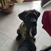 Cane corso
