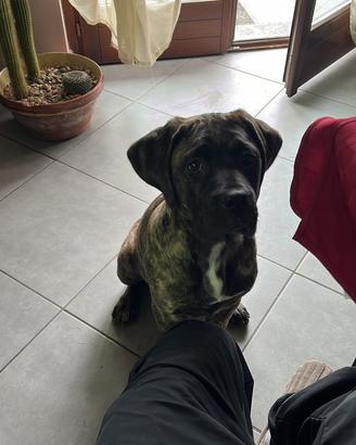 Cane corso