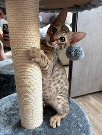Cuccioli Bengala