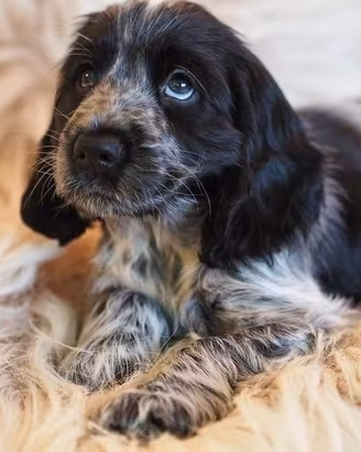 Cocker tricolore