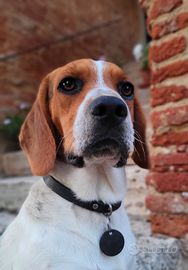 Beagle per monta (Camillo)