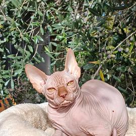 sphynx cucciolo pedigree Anfi 