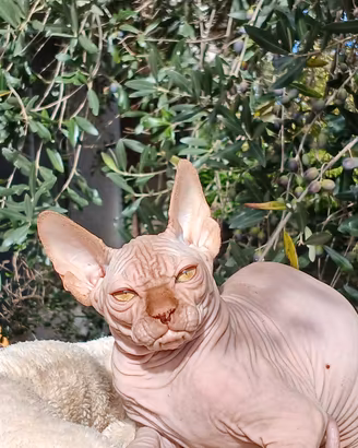 sphynx cucciolo pedigree Anfi 