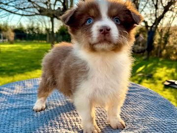 Cucciola pastore australiano